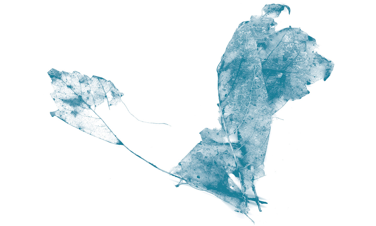 foliage-visual-design