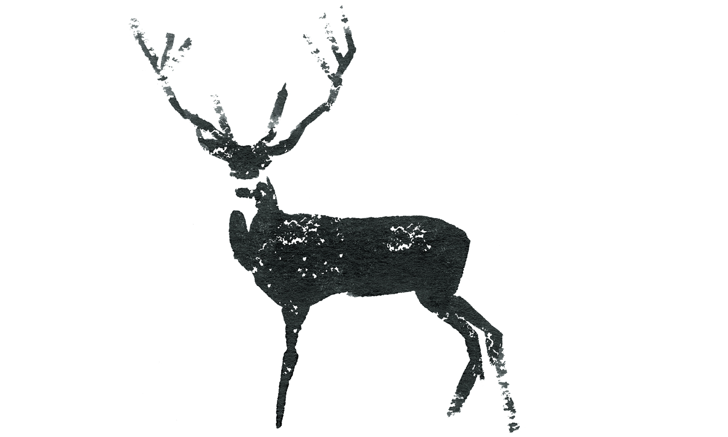 roe-deer-buck