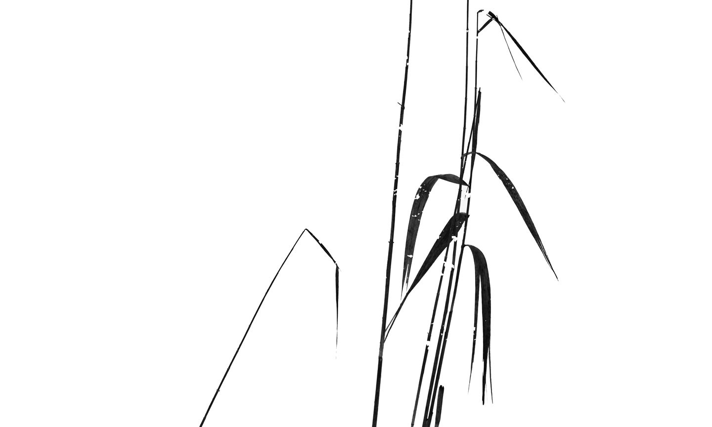 snow-reed-illustration