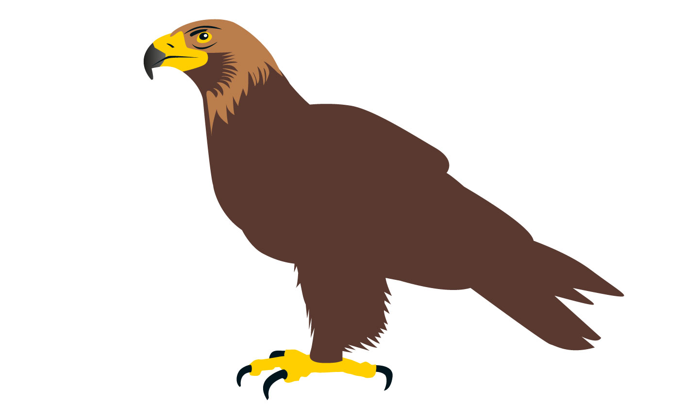 Golden Eagle